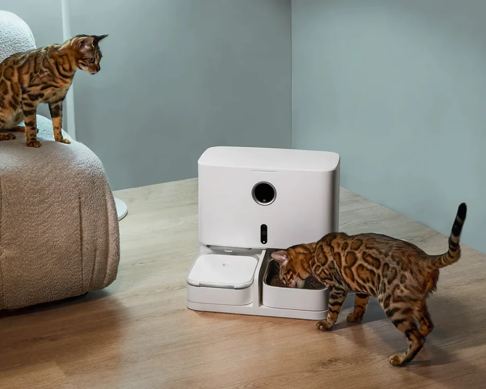 automatic cat feeder pets at home